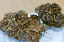 FLEURS CBD PAS CHER QUALITE PERPIGNAN - CANET - ARGELES - SAINT CYPRIEN - POLLESTRE CHEZ DELI HEMP PERPIGNAN LA FAUCEILLE