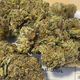 Deli Hemp Perpignan  Perpignan annonce de nouvelles fleurs CBD premium.