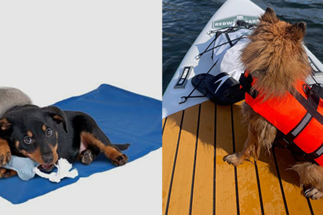 les accessoires indispensables pour l'été de vos animaux chez Cash Graines Perpignan
